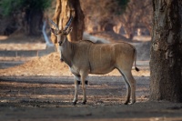 Antilopa losi - Taurotragus oryx - Common Eland o4900